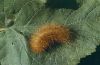 Pericallia matronula: Raupe, halberwachsen
