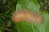 Diaphora mendica: Larva (Provence, France) [M]