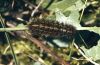 Spilosoma lubricipeda: Raupe