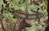 Apaidia mesogona: Half-grown larva (Spain, Monegros, Candasnos, early May 2022) [S]