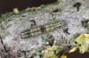 Apaidia mesogona: Half-grown larva (Spain, Monegros, Candasnos, early May 2022) [S]