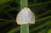 Cybosia mesomella: Adult (eastern Swabian Alb, June 2013) [N]