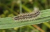 Rhyparioides metelkana: Halbwüchsige Raupe (Zuchtphoto Herkunft Rumänien) [S]