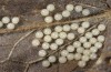 Rhyparioides metelkana: Eigelege (Zuchtphoto, Herkunft Rumänien) [S]