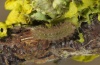 Miltochrista miniata: Half-grown larva [S]