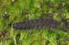 Pelosia muscerda: Larva (breeding photo with material from Finland) [S]