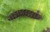 Pelosia muscerda: Half-grown larva (breeding photo with material from Finland) [S]