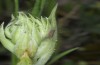 Ocnogyna nogelli: Young larva (Samos, Psili Ammos, late April 2015) [N]