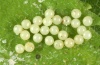 Parasemia plantaginis: Eigelege [S]