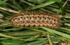 Cymbalophora pudica: Larva (e.l. N-Portugal 2013) [S]