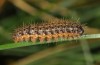 Cymbalophora pudica: Half-grown larva (e.l. N-Portugal 2013) [S]