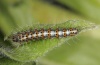 Utetheisa pulchella: Larva in penultimate instar (e.o. Sardinia 2012) [S]
