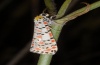 Utetheisa pulchella: Male, Sardinia, Sinis, 23/05/2012) [N]