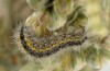 Rhyparia purpurata: Younger larva (Hautes-Alpes, September 2012) [M]