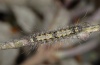 Lithosia quadra: Halbwüchsige Raupe (Sardinien, Montiferru, 1000m NN, Mai 2012) [M]