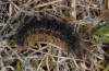 Chelis quenseli: Larva (e.l. Switzerland, Grisons, Umbrail, larvae found in mid-July 2007) [S]
