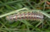 Cymbalophora rivularis: Larva (e.l. Abruzzo 2013) [S]