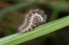 Cymbalophora rivularis: Young larva (Abruzzes, Campo Felice, May 2013) [N]