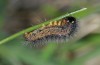 Coscinia romeii: Larva (e.l. rearing ex Aranjuez near Madrid, half-grown larva found in late March 2015) [S]