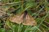 Setina roscida: Male (Großglockner-Hochalpenstraße, July 2009) [N]