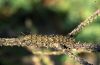 Atolmis rubricollis: Raupe
