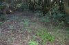 Canararctia rufescens: View into the habitat (La Gomera) [N]