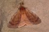 Canararctia rufescens: Female (e.l. La Gomera 2009) [S]