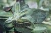 Diacrisia sannio: halberwachsene Raupe