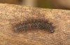Thumatha senex: Half-grown larva (S-Germany, river Iller near Unterbinnwang, mid-May 2020) [M]