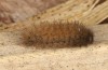 Thumatha senex: Larva (S-Germany, river Iller near Unterbinnwang, mid-May 2020) [M]