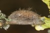 Thumatha senex: Cocoon (e.l. rearing, S-Germany, river Iller near Unterbinnwang, larva in mid-May 2020) [S]