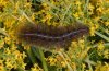 Diaphora sordida: Larva (e.l. Haute-Provence, France) [S]