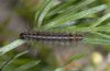 Diaphora sordida: Young larva (F-Digne, Haute-Provence, June 2009) [M]
