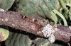 Eilema sororcula: Raupe
