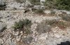 Atlantarctia tigrina: Habitat: steiniger Hang in der Provence [N]