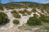 Atlantarctia tigrina: Habitat in der Provence, wo auch Arctia villica und Erebia epistygne vorkommen. [N]