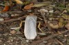 Eilema uniola: Adult (e.o. rearing, Spain, Almeria, Sierra de Maria, female found in late September 2022) [S]