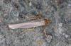 Eilema uniola: Male (e.o. rearing, Spain, Almeria, Sierra de Maria, female found in late September 2022) [S]