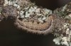 Eilema uniola: Larva (e.o. rearing, Spain, Almeria, Sierra de Maria, female found in late September 2022) [S]
