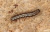 Eilema uniola: Half-grown larva (Spain, Avila, Sierra de Gredos, 1200m, early May 2022) [S]