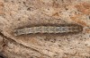Eilema uniola: Larva (e.l. rearing, Spain, Avila, Sierra de Gredos, 1200m, larva found in early May 2022) [S]