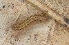Eilema uniola: L3-larva (e.o. rearing, Spain, Almeria, Sierra de Maria, female found in late September 2022) [S]