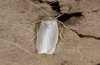 Eilema uniola: Adult (e.o. rearing, Spain, Almeria, Sierra de Maria, female found in late September 2022) [S]