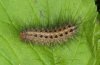 Arctia villica: Young larva in the third instar [S]