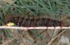 Arctia villica: Larva (Valais, Switzerland): typical are the red head and legs [M]