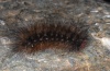 Arctia villica: Larva [S]