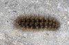 Arctia villica: Larva (Croatia, Zadar, late April 2021) [N]