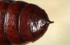 Ocnogyna zoraida: Kremaster of pupa (e.l. Javalambre 2013) [S]