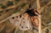 Ocnogyna zoraida: Male (e.l. east Spain, Teruel, Javalambre, larva in July 2013) [S]