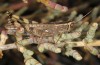 Heteracris adspersa: Weibchen (Zypern, Limassol, Akrotiri Salt Lake, Anfang November 2016) [N]